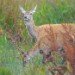 Stag 270909_4